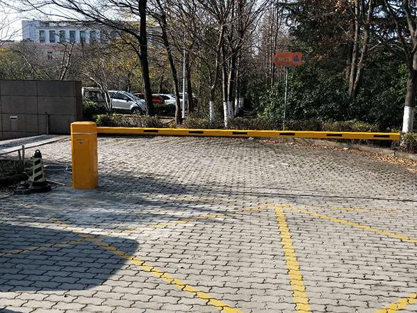 雞爪槭